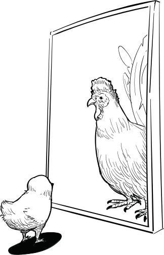 Chicken hen illustration